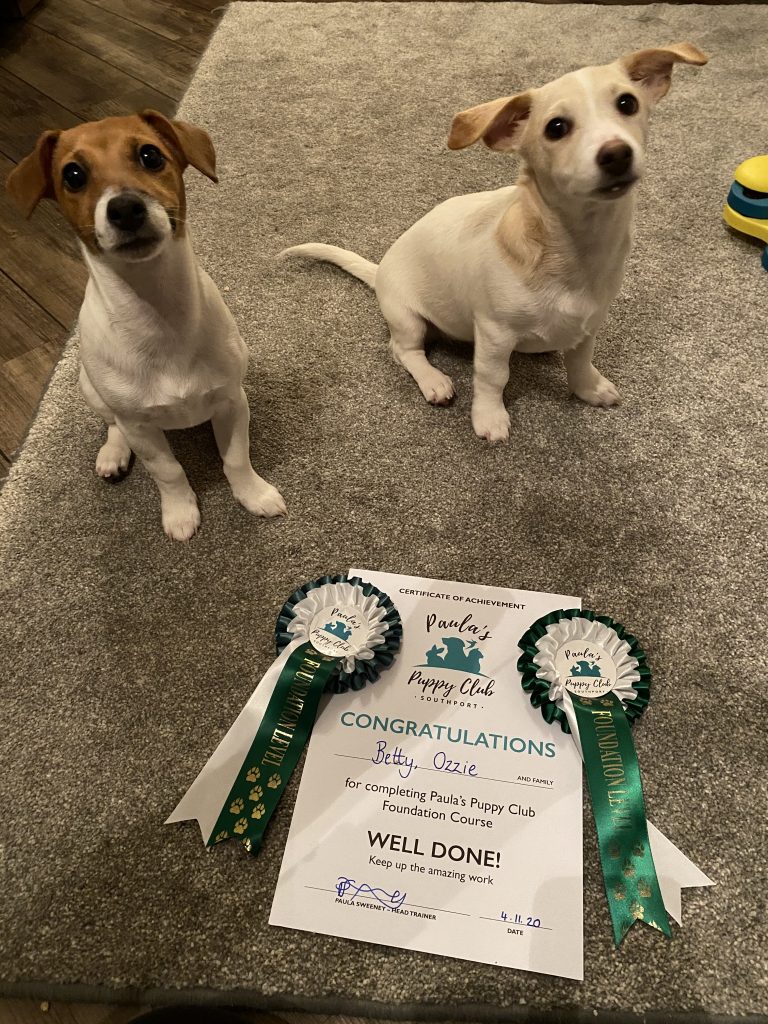 puppy club cert